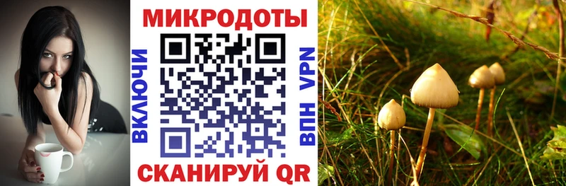 закладки  Воркута  Псилоцибиновые грибы Cubensis 